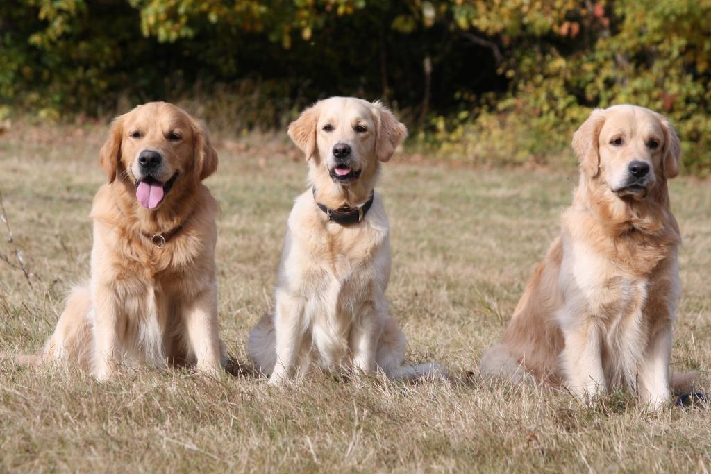 25.10.09: Hunter, HAmya und Hobbit