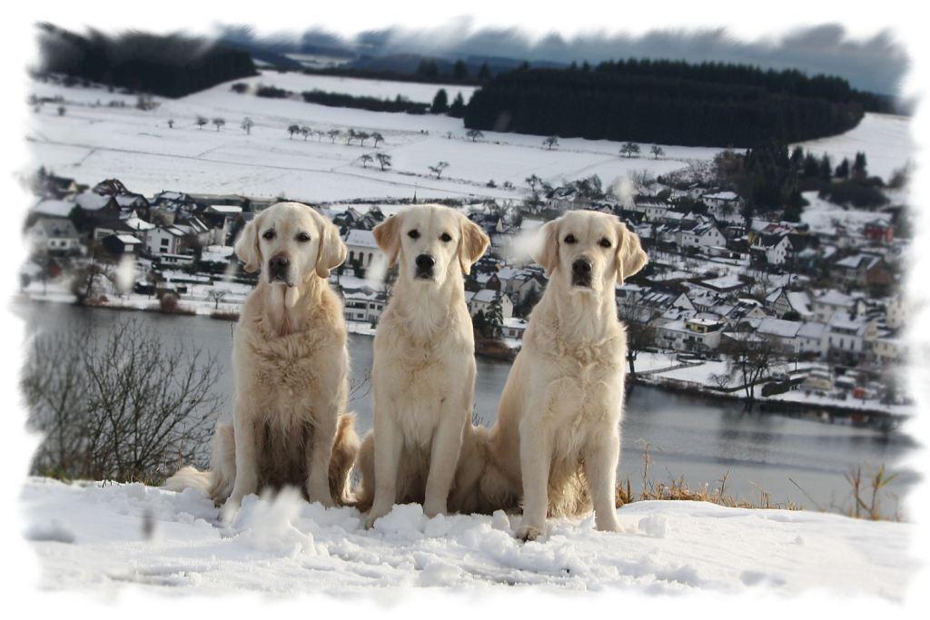 22.12.09: Dijou, Jolie und Filha vor dem Schalkenmehrener Maar