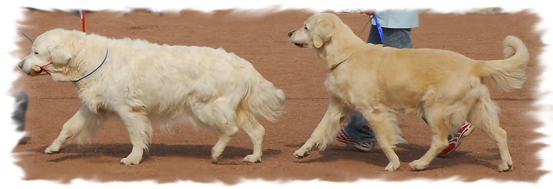 Die Veteranen: Umba und Dijou