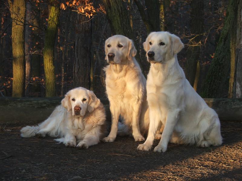 Perdy, Dijou und Filha am 26.12.2006