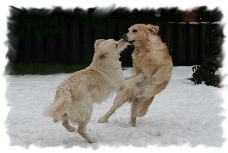 Filha und Watson beim Hochzeitstanz