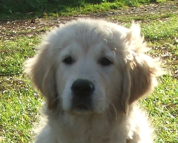 Holly Heaven (15 Wochen)