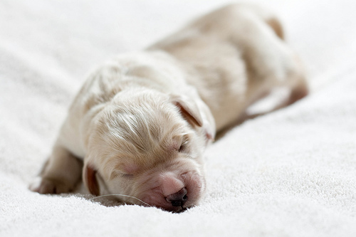 Mr. Silver-grey, 1 Tag alt