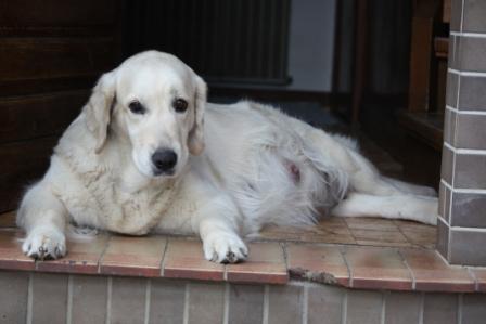 Filha an ihrem 60. Tr�chtigkeitstag