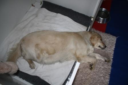 Filha an ihrem 61, Tr�chtigkeitstag