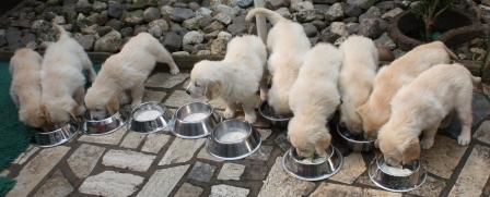 30.06.09: Henkersmahlzeit f�r "alle Neune"!