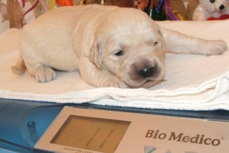 Mr. Light-Blue bringt heute (16.005.09) 1110 g auf die Waage