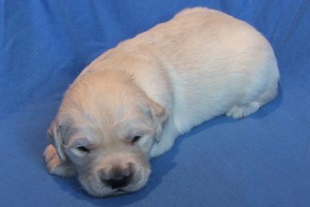 NFJ_Mr. Lightblue_2-Wochen alt