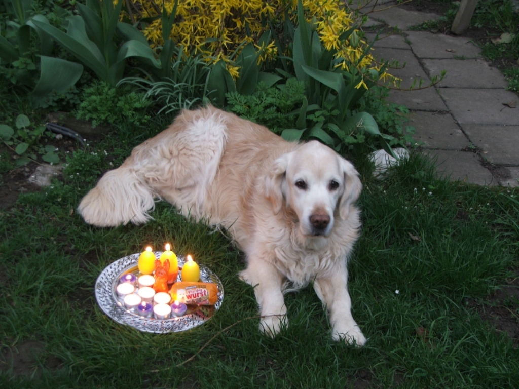 Perdys 12. Geburtstag