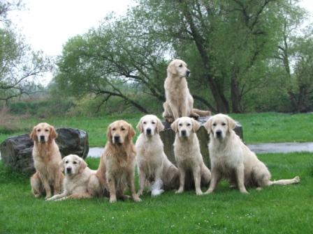 NFFchens 2. Geburtstag; v.l.n.r.: Bela, Finja, Fynn, Filha, Feline, Findus und Mama Dijou