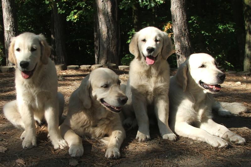 Iza, Dijou, Imani, Filha am 21.09.07 im Neuenahrer Wald
