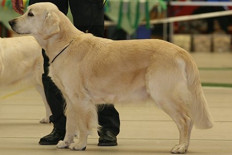Dijou 071013 Ausstellung Bonn