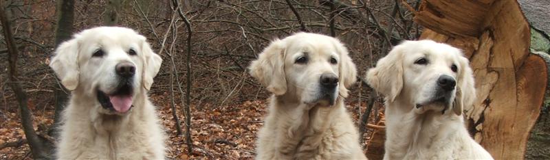 Donald zu Besuch: Donald, Dijou und Filha