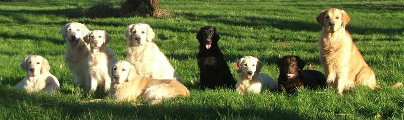 Filha, Donald, Feline, Dijou, Findus, Kaya, Amy, Shiva, Gambit