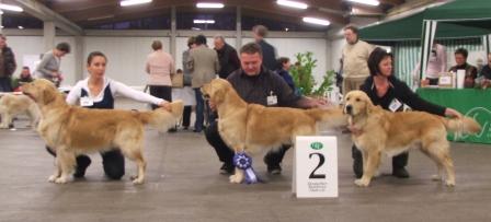 Zuchtgruppenwettbewerb: 2. Platz: Nightingale's Fellow