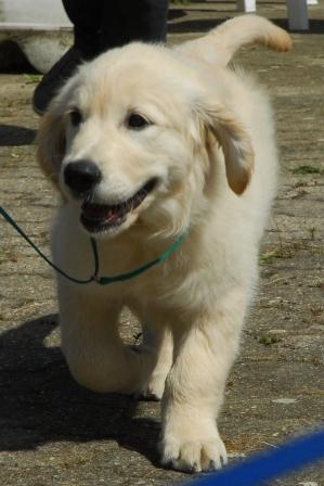 Jolie: Pfostenschau 26.07.09, Grevenbroich