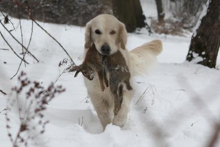 15.02.2010: Filha beim Langschleppenseminar in Wiesbaden.