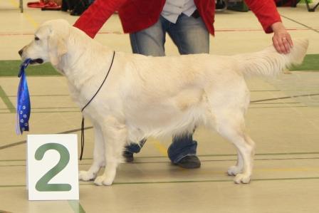 N.F. Finn's Faithful First Filha, 2. Platz Gebrauchshundeklasse