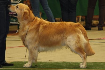 N.F. Gryff's Genial Gambit Sam, "Vorz�glich" Offene Klasse