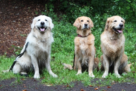 NFG: Ferdi, Gwennie, Gambit