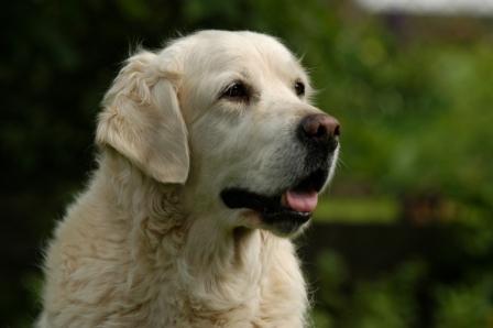 Umba - fast 10 Jahre alt