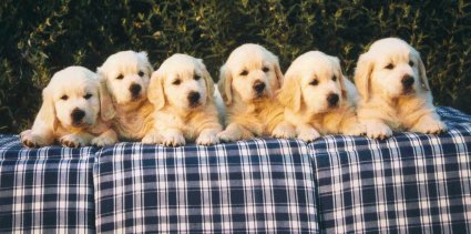 D-Wurf: Dundee, Diara, Dwina Suja, Dana, Dijou, Donald