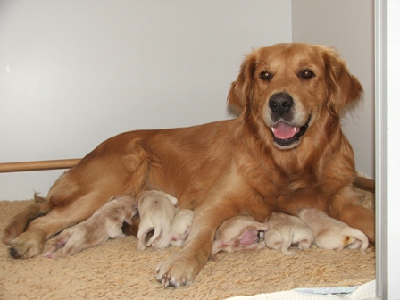 Hi! Die sechs "Adventure of Happy Paws A...s" sind angekommen ...