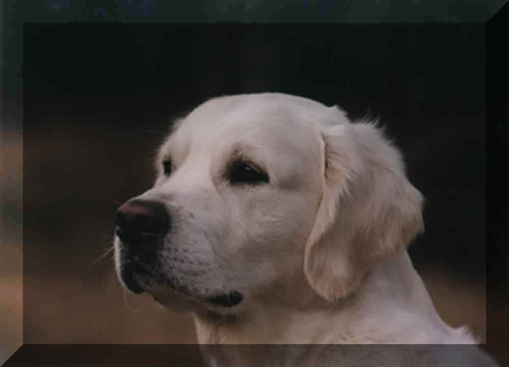 Vater: Fourwind Cottage Kestrel