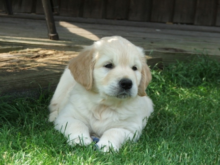 Hello - Ich bin der Rote ... meine Geschwister pr�sentieren sich weiter unten :-) ...