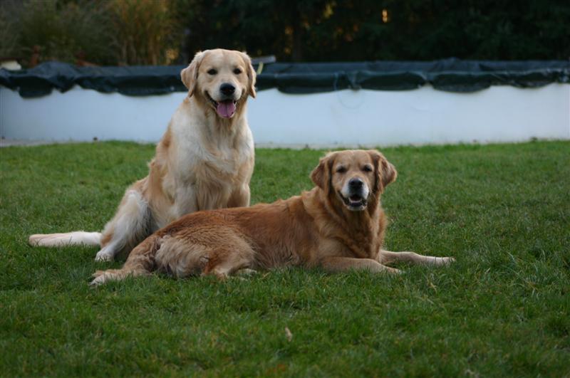 Watson und Josie (November 2006)