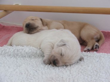 rot als Kopfkissen f�r Schwester blau