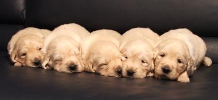 Henry, Hobbit, HAMYa, Heaven, Hunter