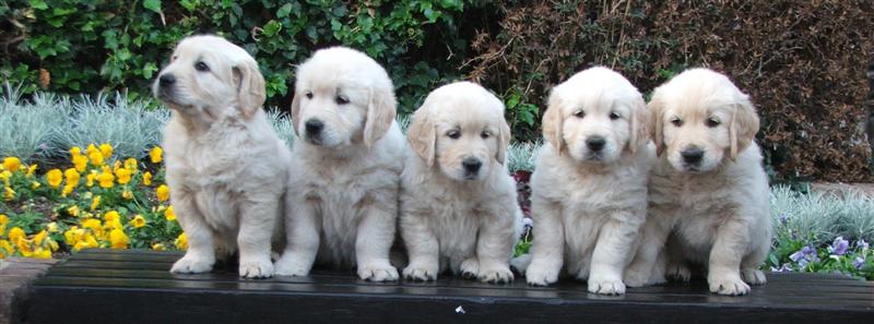 Henry, Hobbit, HAMYa, Heaven, Hunter