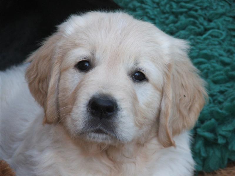 Mr. Green (Henry Higgins)