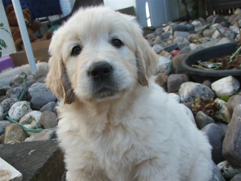 Ms. Blue (Hamya Hazel)