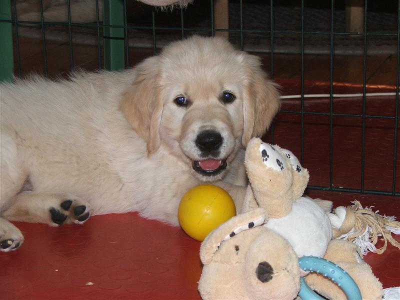 Mr. Black (Happy Hunter)