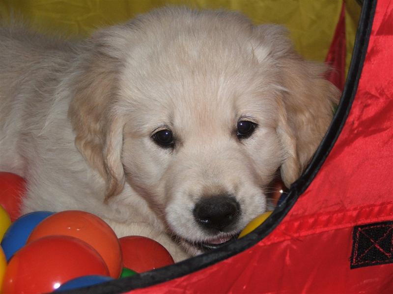 Ms. Yellow (Holly Heaven)