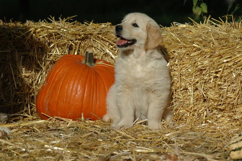 Mr. Green: Henry Higgins Dijou's Heart