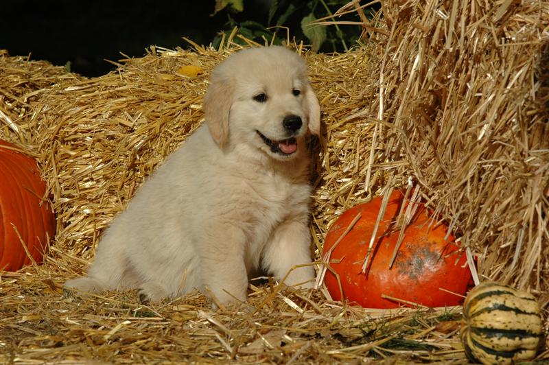 Mr. Red: Harvey Hobbit Dijou's Honour