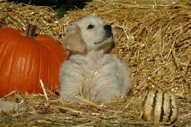 Ms. Yellow: Holly Heaven Dijou's Honey