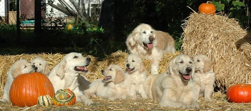 Die Nightingale's Fellow-Familie mit den Hchens