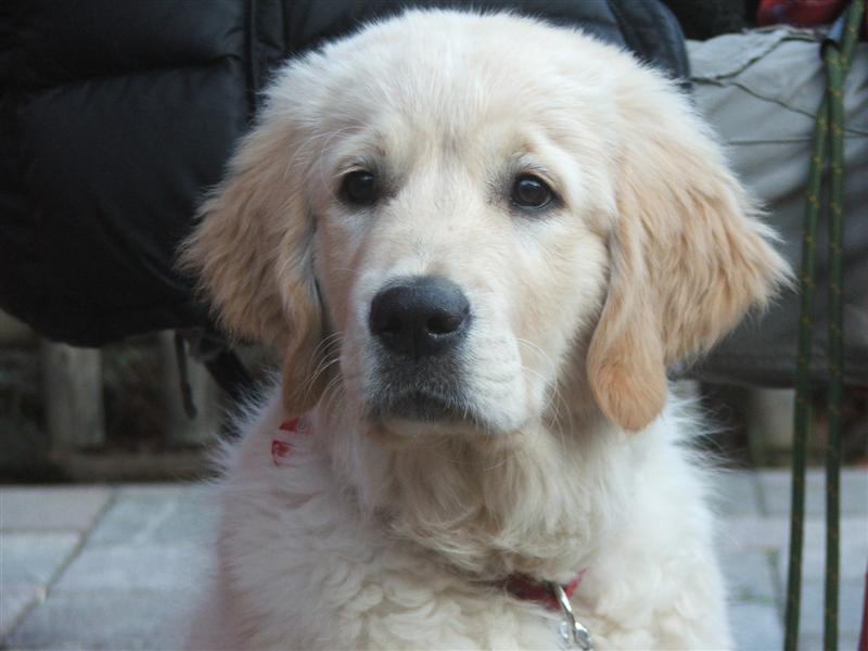 Henry Higgins (14 Wochen)