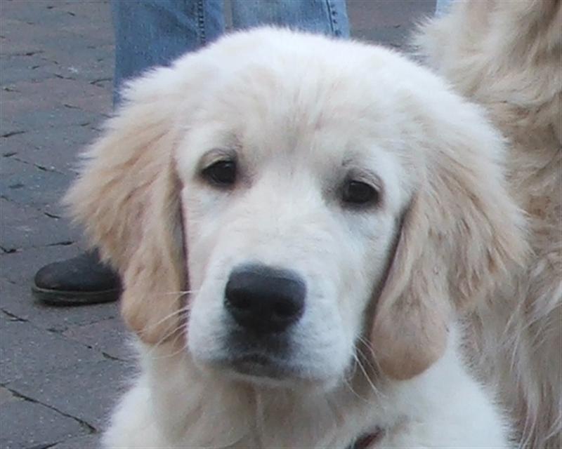 Harvey Hobbit (14 Wochen)