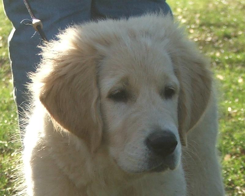 Happy Hunter (15 Wochen)