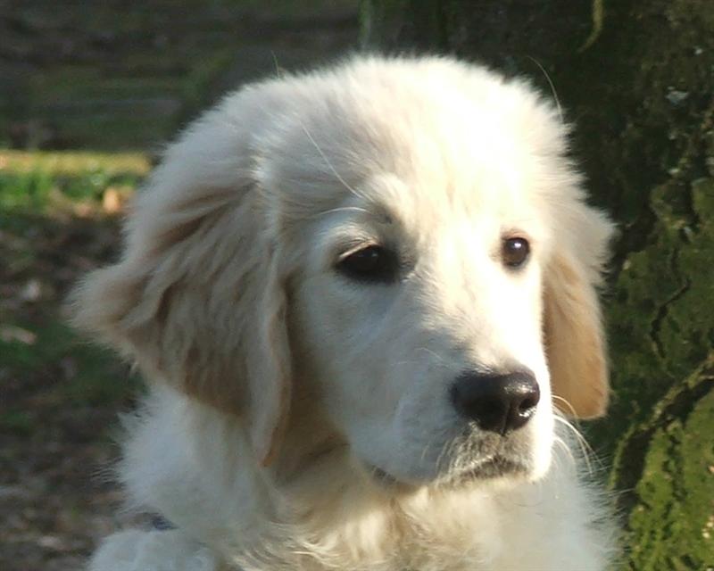 HAMYa Hazel (15 Wochen)