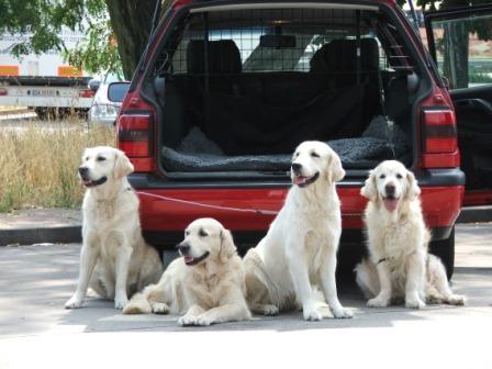 Feline, Dijou, Filha und Perdy auf Hochzeitsreise