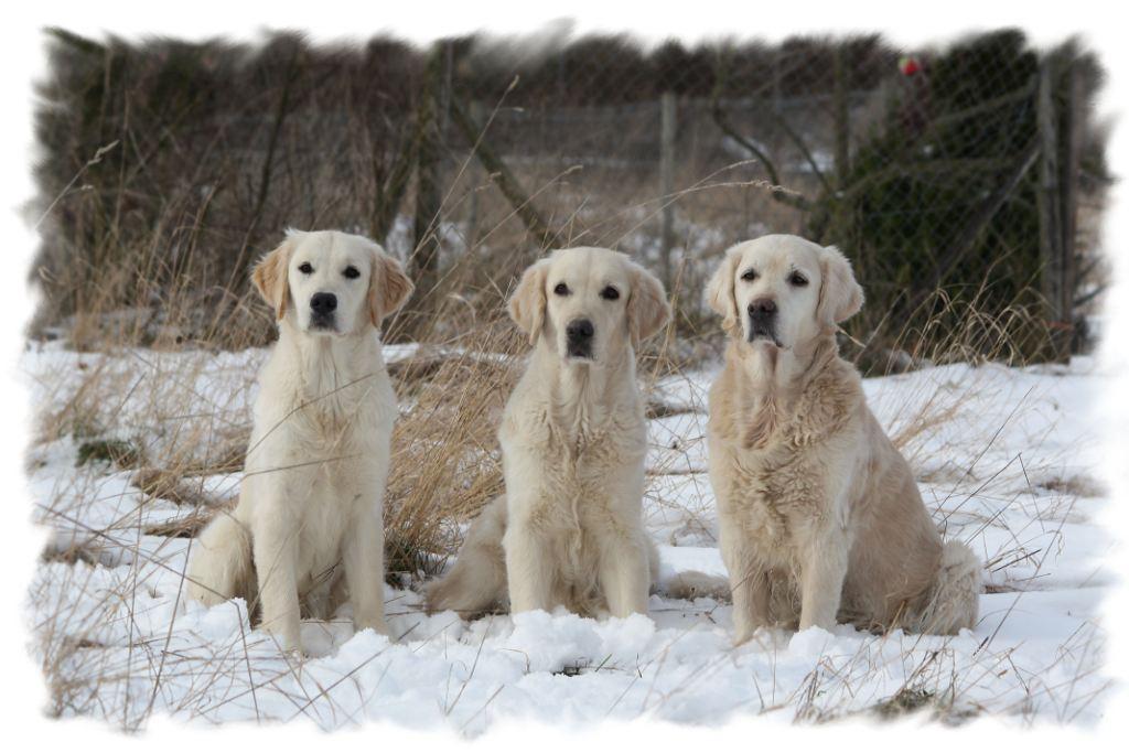 100207 Jolie, Filha, Dijou