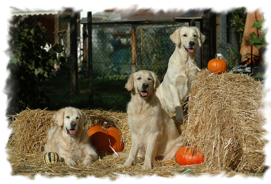 Perdy, Dijou und Filha im Oktober 2006